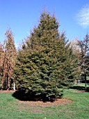 FAGUS SYLVATICA ASPLENIFOLIA