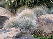 FESTUCA ELIJAH BLUE