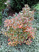 FOTHERGILLA GARDENII