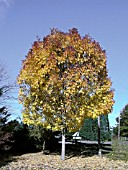 FRAXINUS AMERICANA WINDY CITY