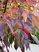 FRAXINUS AUTUMN COLOR