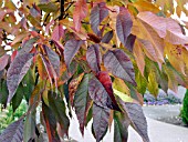 FRAXINUS AUTUMN COLOR