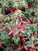 FUCHSIA MAGELLANICA PAPOOSE