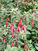 FUCHSIA MAGELLANICA RICCARTONII