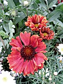 GAILLARDIA BURGUNDY