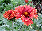 GAILLARDIA BURGUNDY