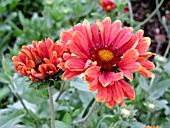 GAILLARDIA BURGUNDY