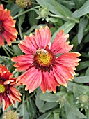 GAILLARDIA BURGUNDY