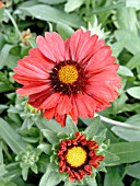 GAILLARDIA BURGUNDY