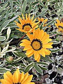 GAZANIA RIGENS VAR. UNIFLORA