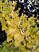 GINKGO BILOBA AUTUMN GOLD