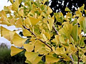 GINKGO BILOBA AUTUMN GOLD