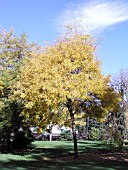 GLEDITSIA TRIACANTHOS TRUE SHADE