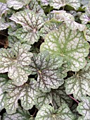 HEUCHERA GREEN SPICE