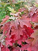 HYDRANGEA QUERCIFOLIA AUTUMN COLOR