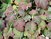 HYDRANGEA QUERCIFOLIA SNOWFLAKE LEAVES