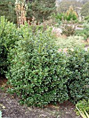 ILEX CORNUTA BURFORDII NANA