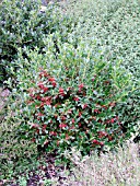 ILEX CORNUTA WILLOWLEAF