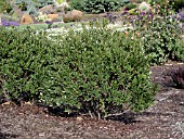 ILEX GLABRA SHAMROCK