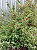 ILEX MESERVEAE BLUE GIRL