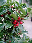 ILEX MESERVEAE BLUE GIRL
