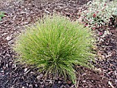 ISOLEPIS CERNUA