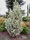 JUNIPERUS SCOPULORUM SNOW FLURRIES