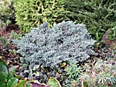 JUNIPERUS SQUAMATA BLUE STAR