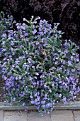 ANCHUSA CAPENSIS BLUE BIRD,  BIENNIALS, BLUE, FLOWERS, SUMMER