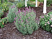 LAVANDULA KEW RED