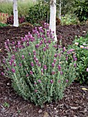 LAVANDULA KEW RED