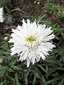 LEUCANTHEMUM SUPERBUM AGLAIA