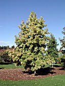 LIQUIDAMBAR STYRACIFLUA GOLD DUST