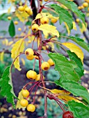 MALUS GOLDEN RAINDROPS