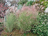 MISCANTHUS SINENSIS MORNING LIGHT