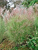 MISCANTHUS SINENSIS MORNING LIGHT