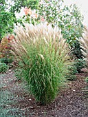 MISCANTHUS SINENSIS SILBERSPINNE