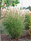 MISCANTHUS SINENSIS SILBERSPINNE