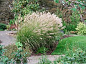 MISCANTHUS SINENSIS SILBERSPINNE