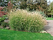 MISCANTHUS SINENSIS YAKU JIMA