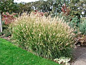 MISCANTHUS SINENSIS YAKU JIMA