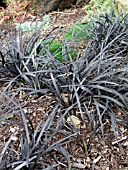 OPHIOPOGON NIGRESCENS