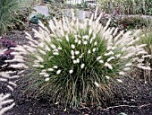 PENNISETUM ALOPECUROIDES HAMELN