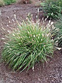 PENNISETUM MASSAICUM RED BUNNYTAILS