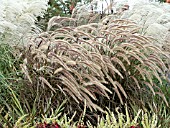 PENNISETUM SETACEUM RUBRUM