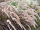 PENNISETUM SETACEUM RUBRUM