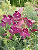 PENSTEMON BLACKBIRD