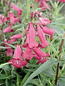 PENSTEMON GARNET