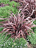 PHORMIUM TENAX ATROPURPUREUM COMPACT