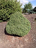 PICEA GLAUCA ALBERTA GLOBE